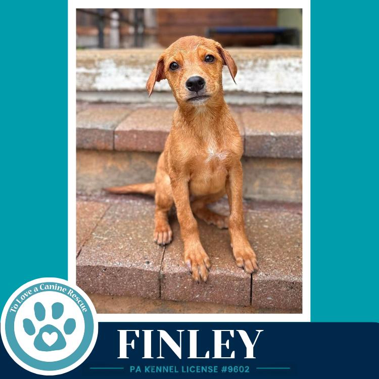 Enlarge Finley (F Troop) 082226, a Adoptable mixed breed in Kimberton, PA image 3/3
