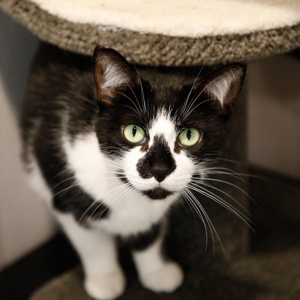 Enlarge Zigatha (Ziggy), a Adoptable mixed breed in Tampa, FL image 2/5