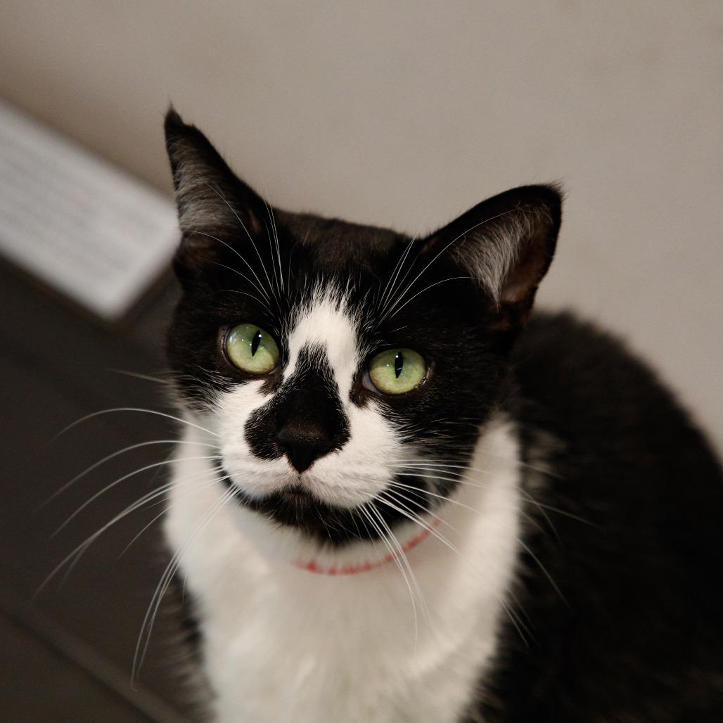 Enlarge Zigatha (Ziggy), a Adoptable mixed breed in Tampa, FL image 4/5