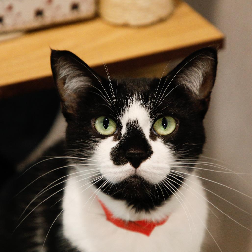 Enlarge Zigatha (Ziggy), a Adoptable mixed breed in Tampa, FL image 5/5