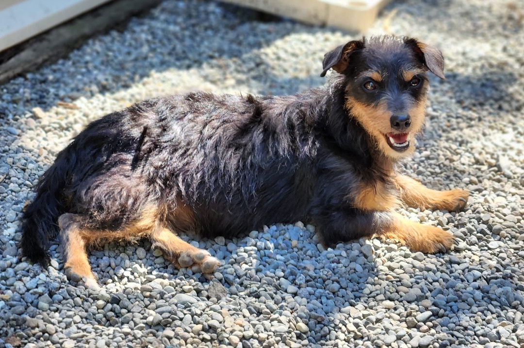 Cashew, a Adoptable mixed breed in Seattle, WA image 2/4