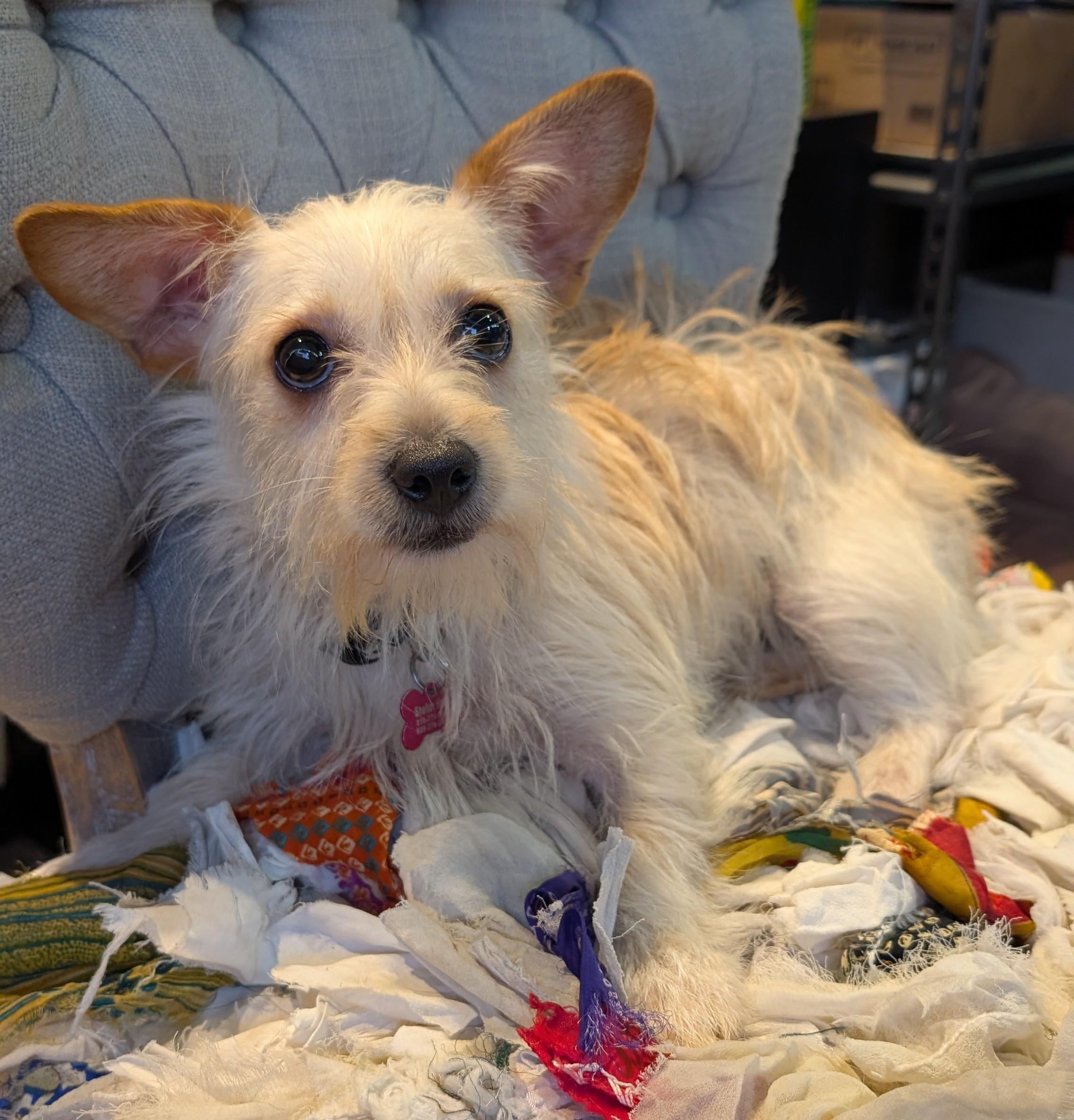 Millie Rose, ADOPTABLE, Puppy Female Terrier.