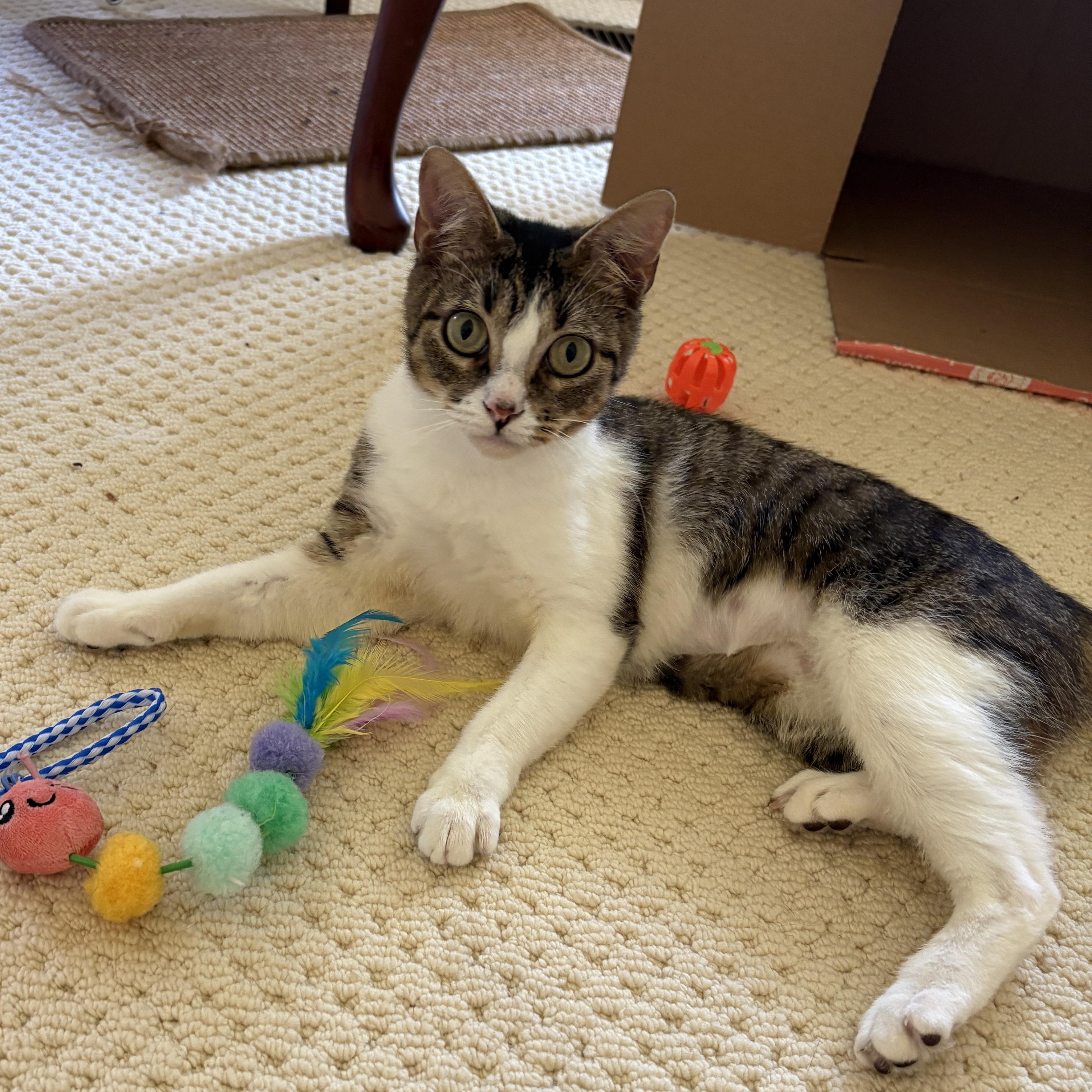 Lucy, Adoptable, Kitten Female Domestic Short Hair.