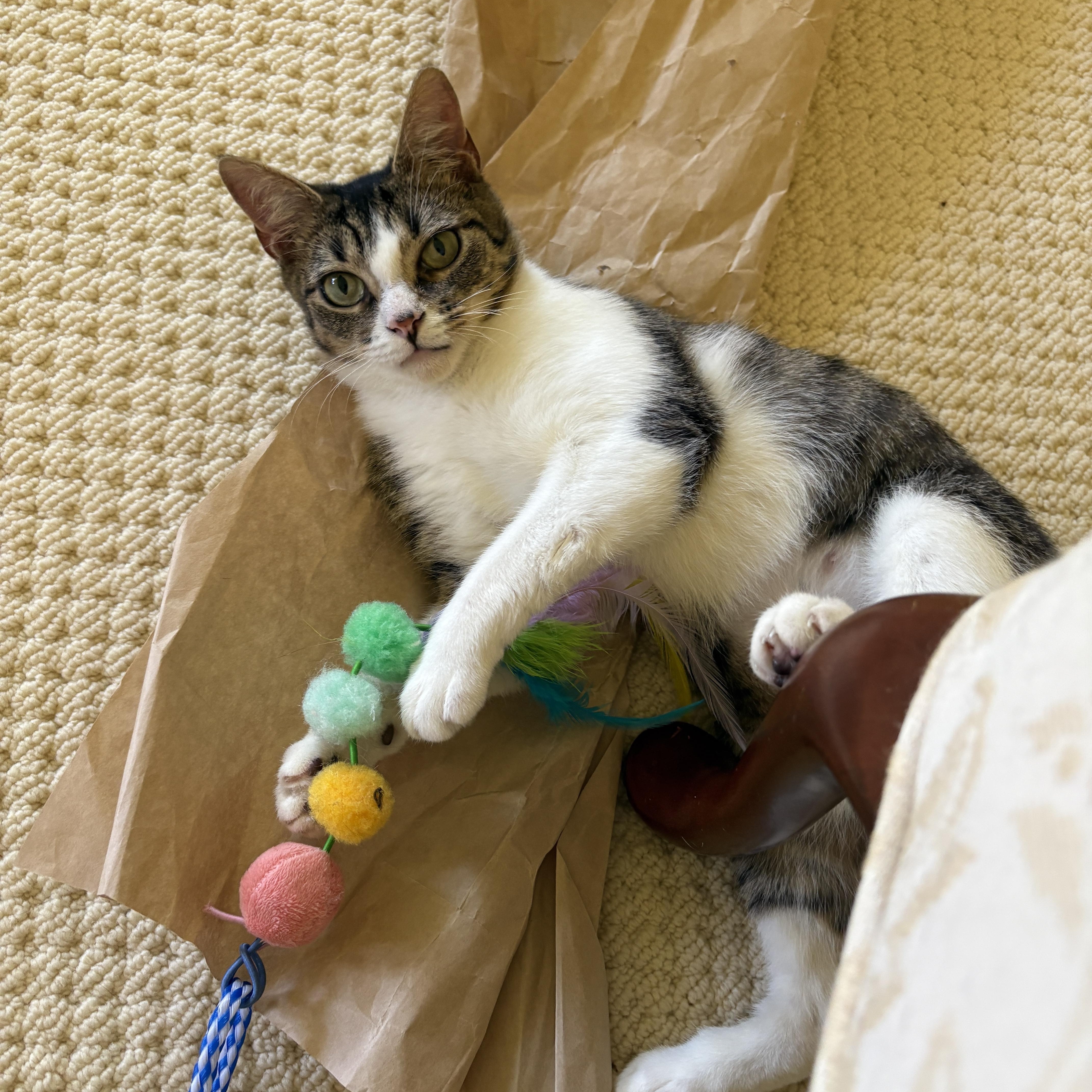 Enlarge Lucy, a Adoptable Domestic Short Hair in Seneca, SC image 3/4