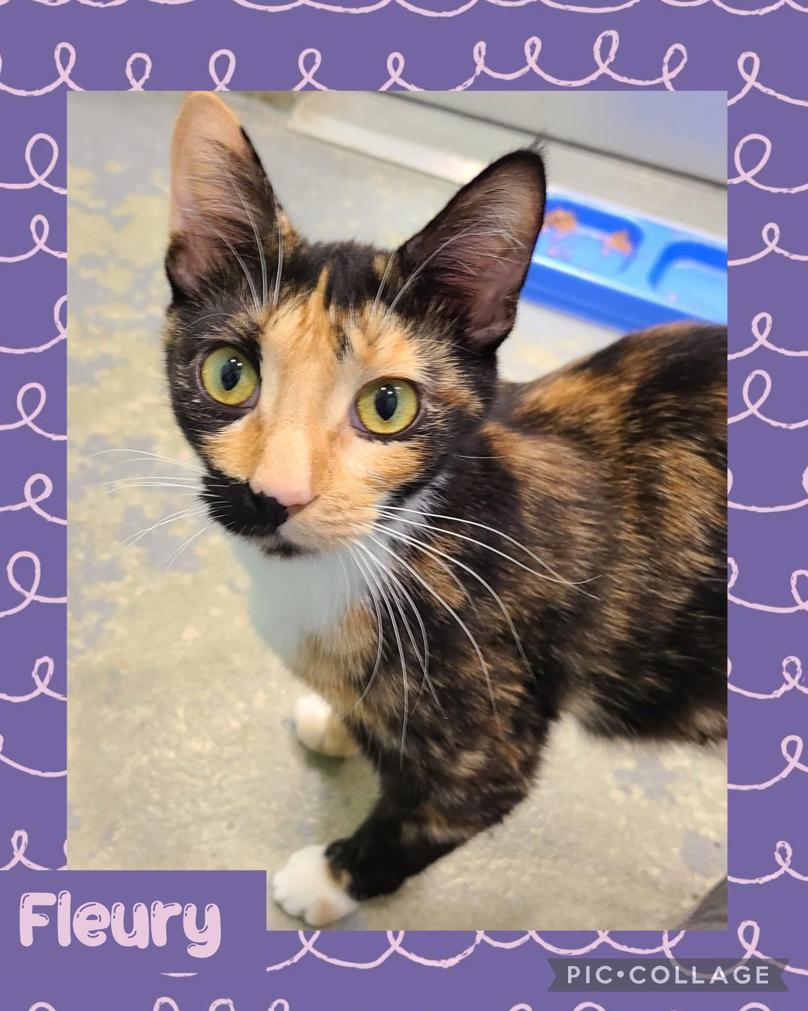 Fleury - Tripawd, an adoptable Domestic Short Hair in Iron River, MI, 49935 | Photo Image 1