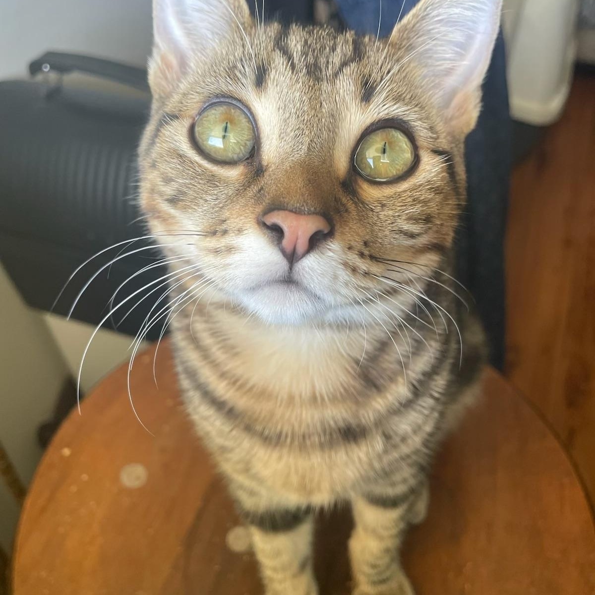 Enlarge Fudgepop, an adopted Domestic Short Hair in Los Angeles, CA image 1/2