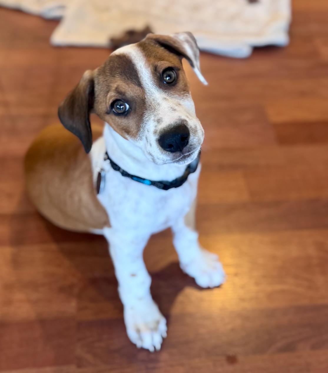 Brooks, adopted, Puppy Male Basset Hound & Dachshund.