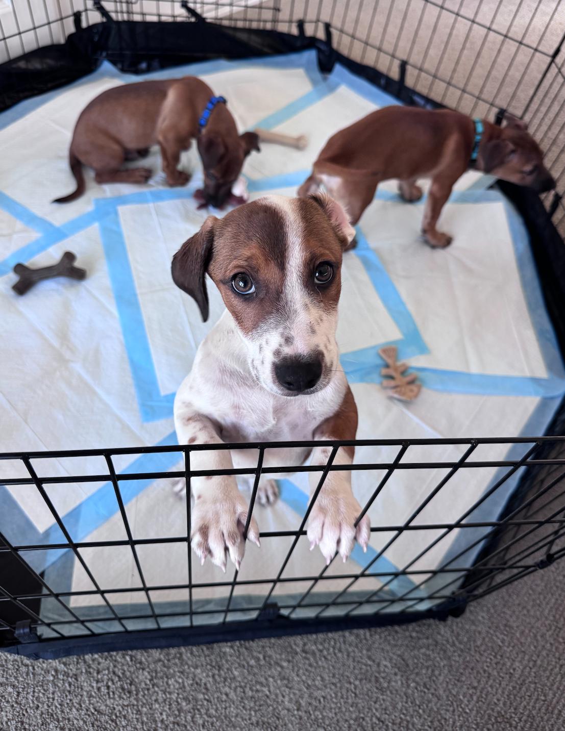 Enlarge Brooks, an adopted mixed breed in Newport Beach, CA image 4/6