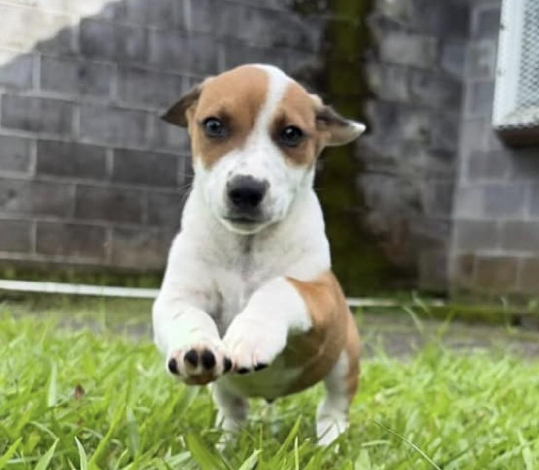 Enlarge Brooks, an adopted mixed breed in Newport Beach, CA image 5/6