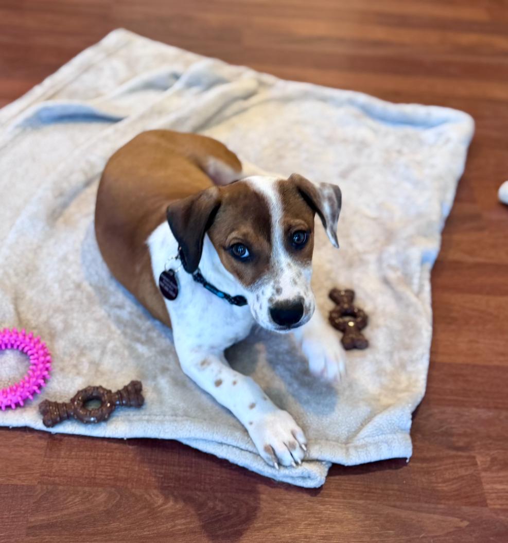 Enlarge Brooks, an adopted mixed breed in Newport Beach, CA image 3/6