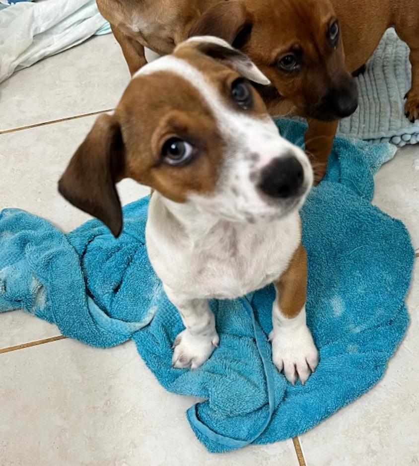 Enlarge Brooks, an adopted mixed breed in Newport Beach, CA image 6/6