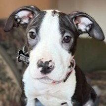 Enlarge Ellie, a Adopted Pit Bull Terrier in Framingham, MA image 2/3