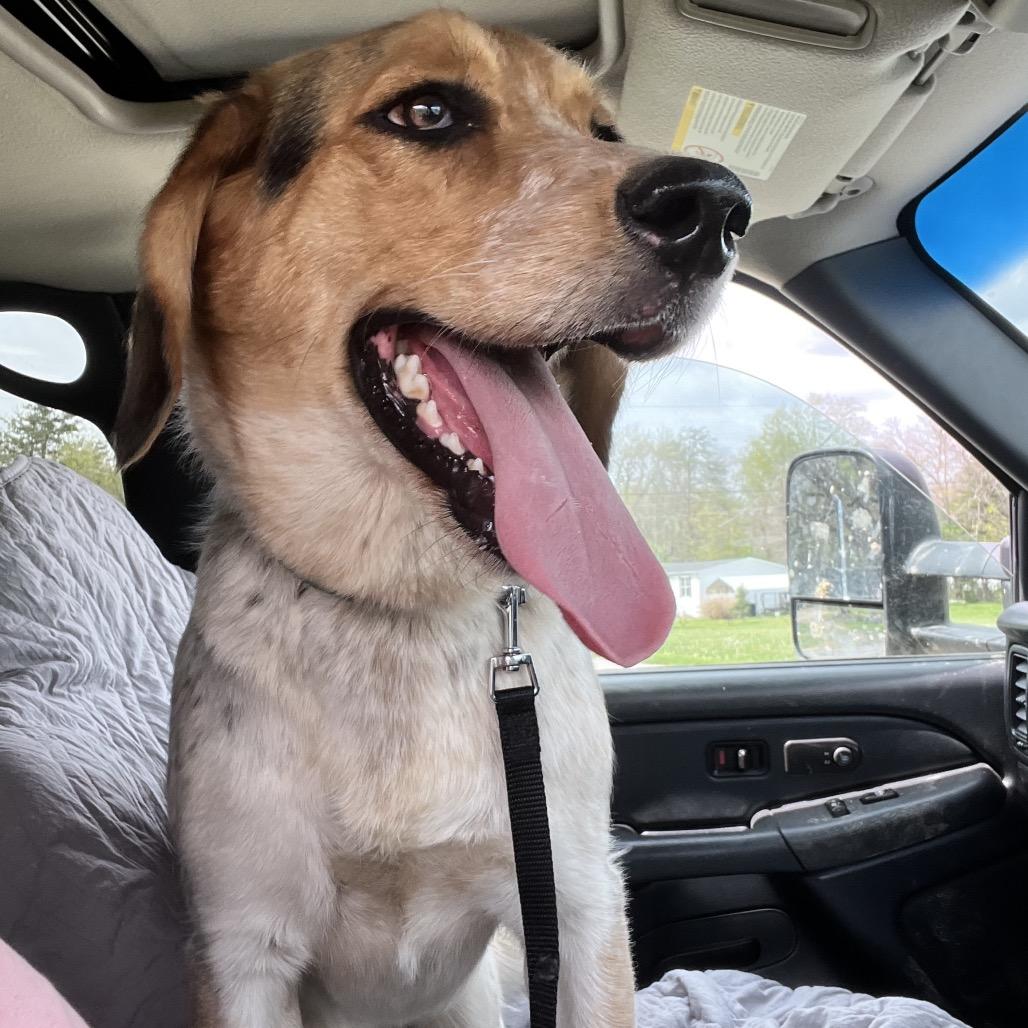 Enlarge Bagel, a Adoptable mixed breed in Kokomo, IN image 2/6