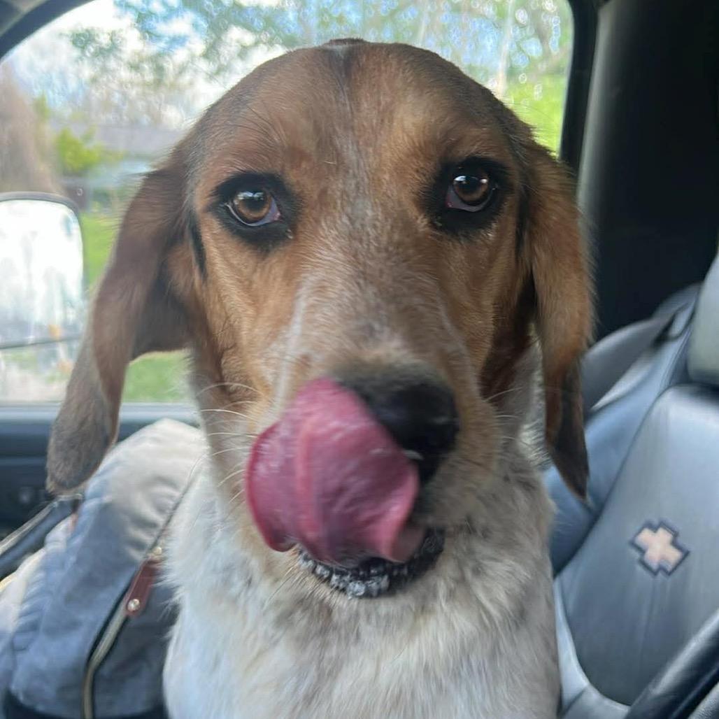 Enlarge Bagel, a Adoptable mixed breed in Kokomo, IN image 3/6