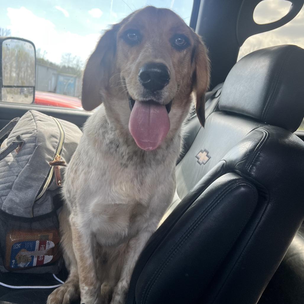 Enlarge Bagel, a Adoptable mixed breed in Kokomo, IN image 4/6