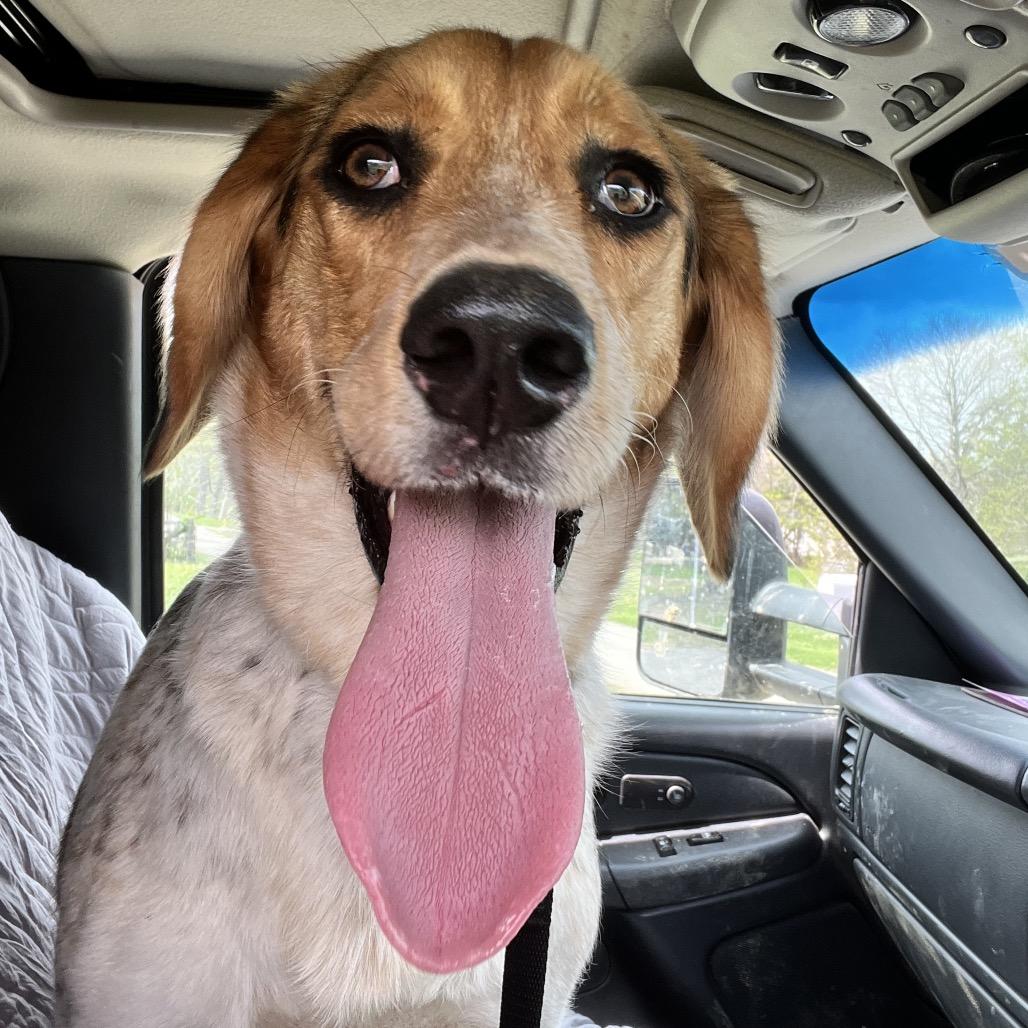 Enlarge Bagel, a Adoptable mixed breed in Kokomo, IN image 5/6