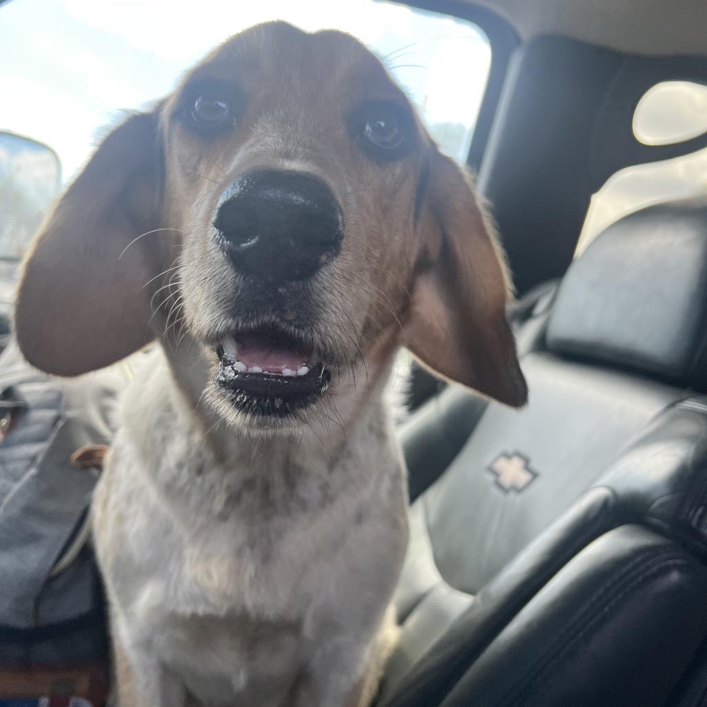 Enlarge Bagel, a Adoptable mixed breed in Kokomo, IN image 6/6