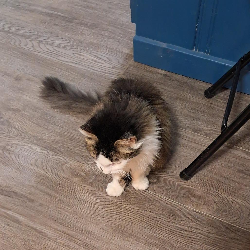 Enlarge Fluffy, a Adoptable Domestic Long Hair in Smithville, TN image 1/1