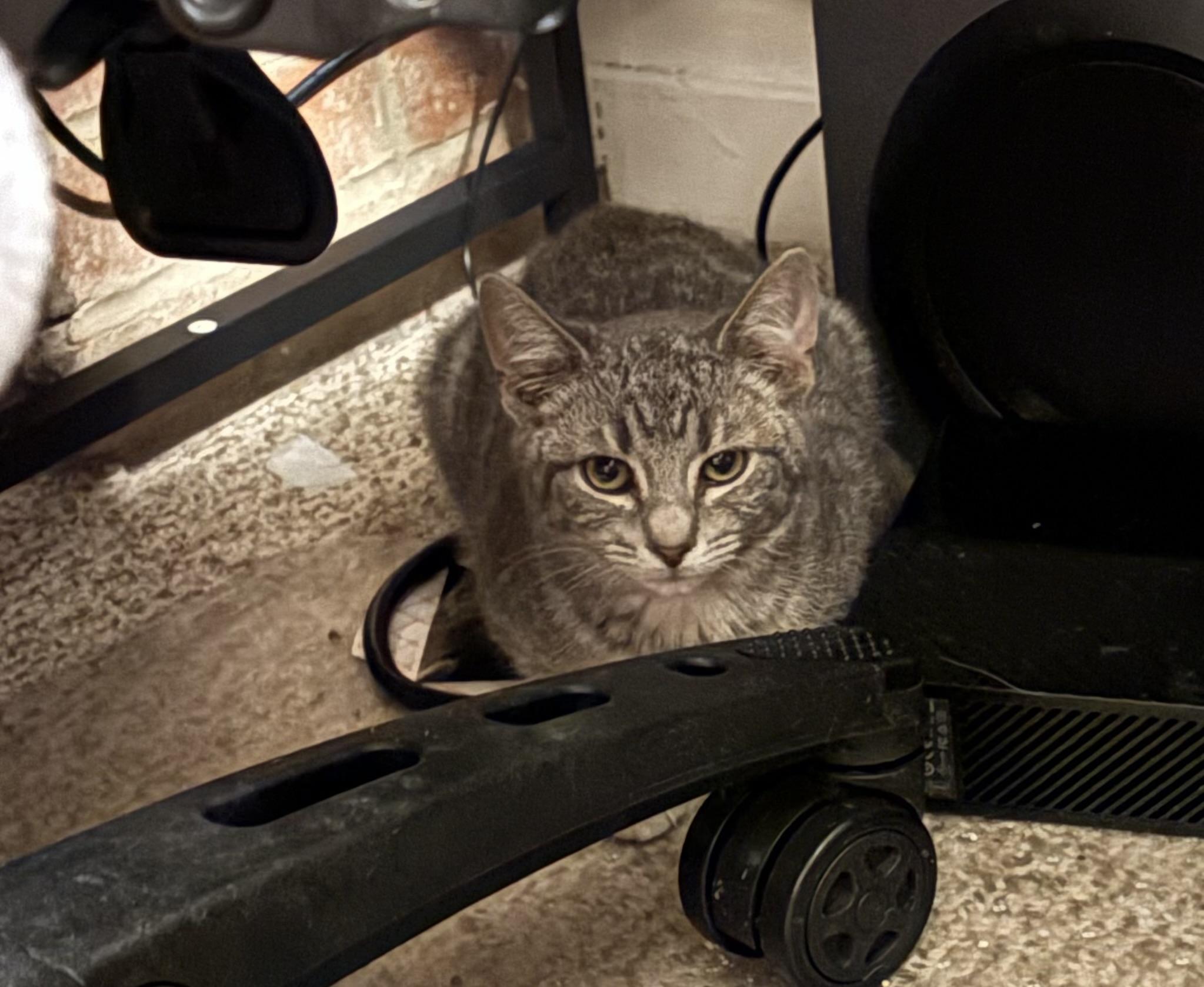 Carter, Adoptable, Kitten Male Domestic Short Hair.