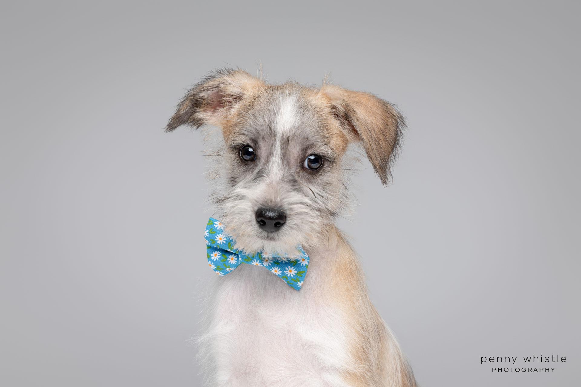 Tempo, an adoptable mixed breed in Coppell, TX image 2/4