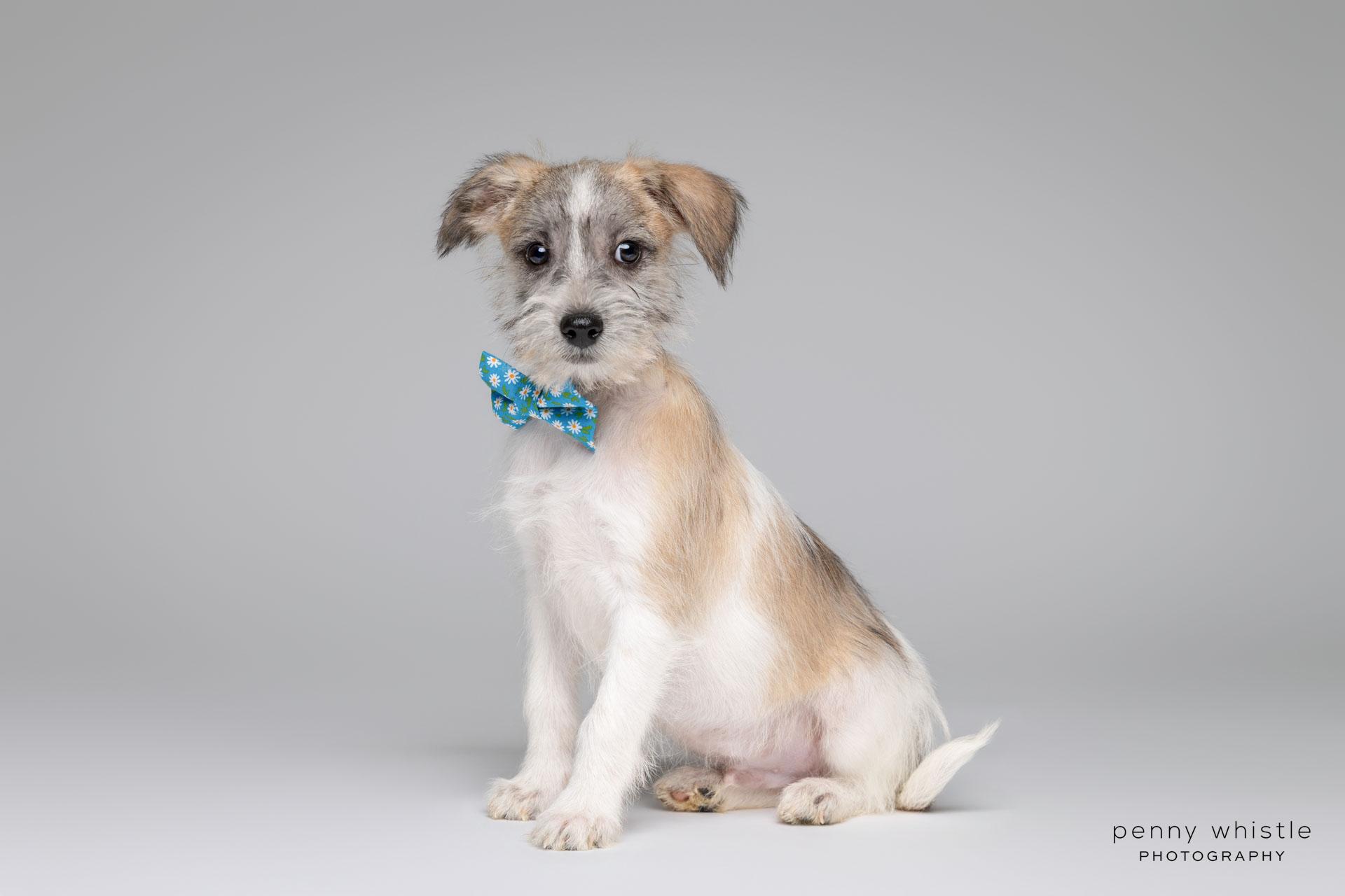 Tempo, an adoptable mixed breed in Coppell, TX image 1/4
