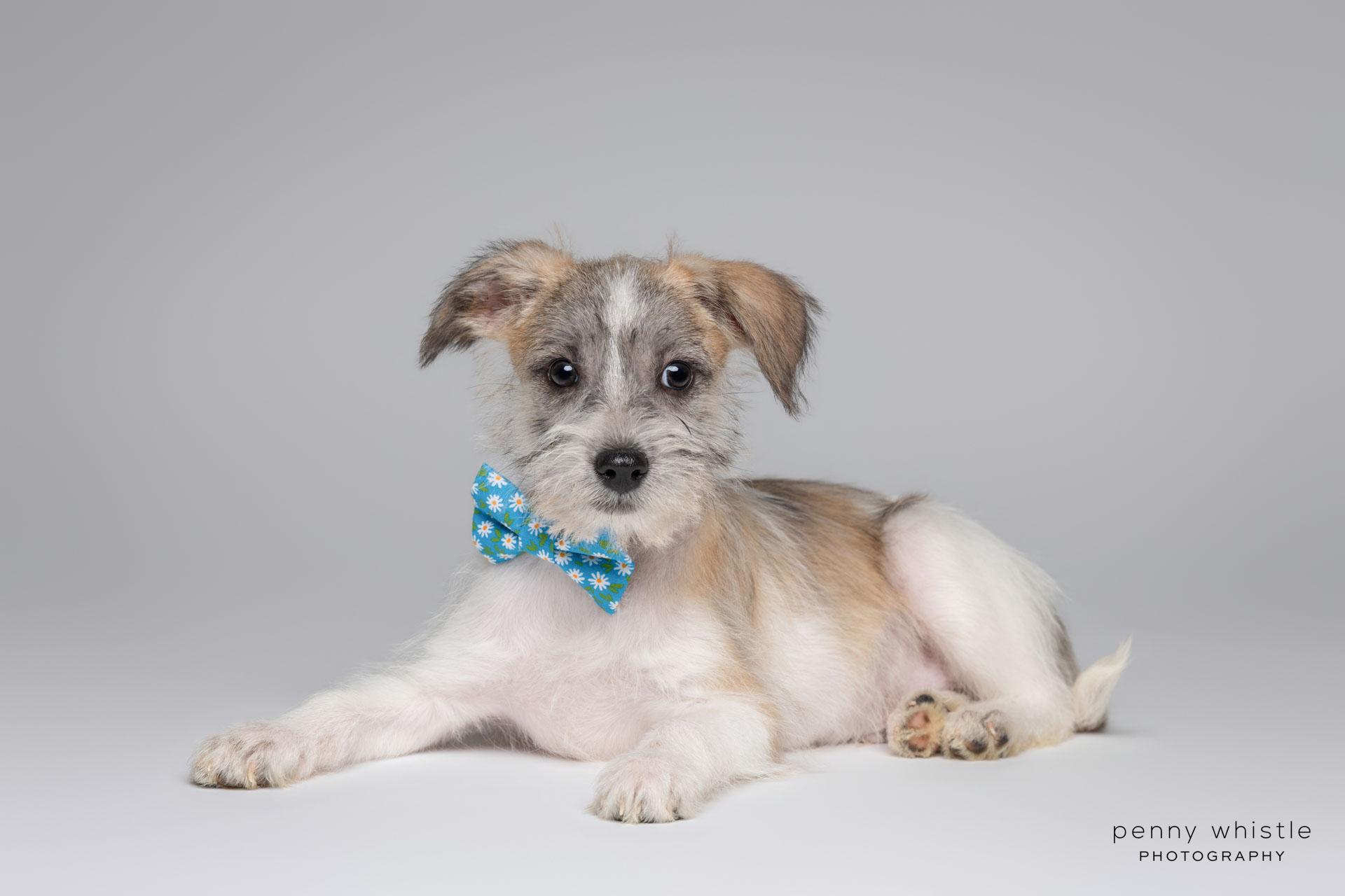 Tempo, an adoptable mixed breed in Coppell, TX image 3/4