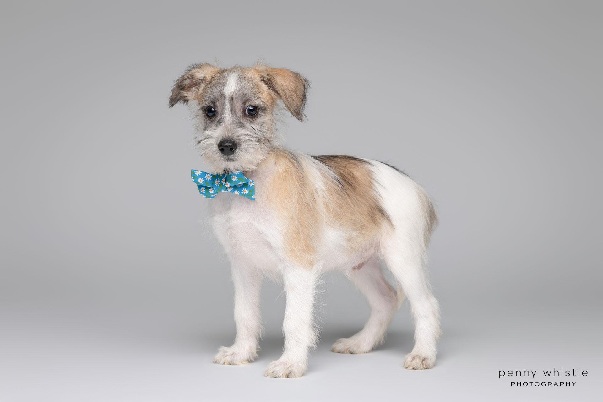 Tempo, an adoptable mixed breed in Coppell, TX image 4/4