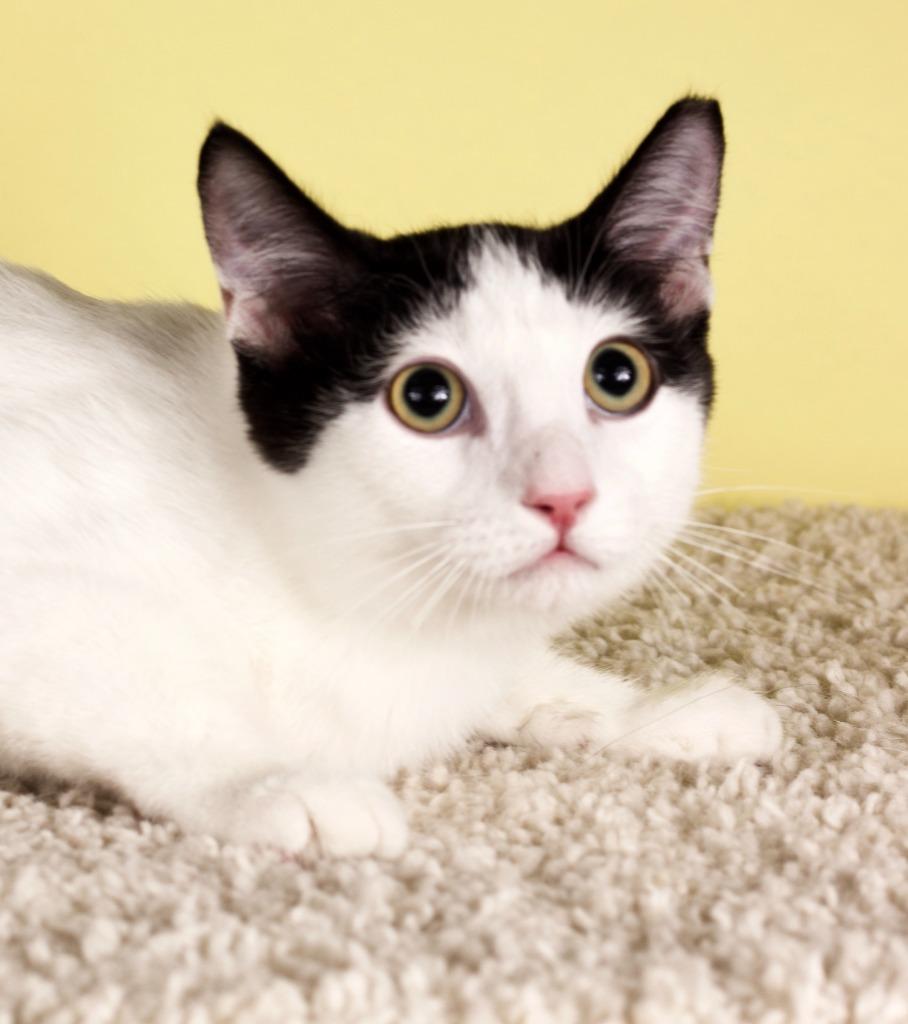 Jude, Adoptable, Kitten Male Domestic Short Hair.