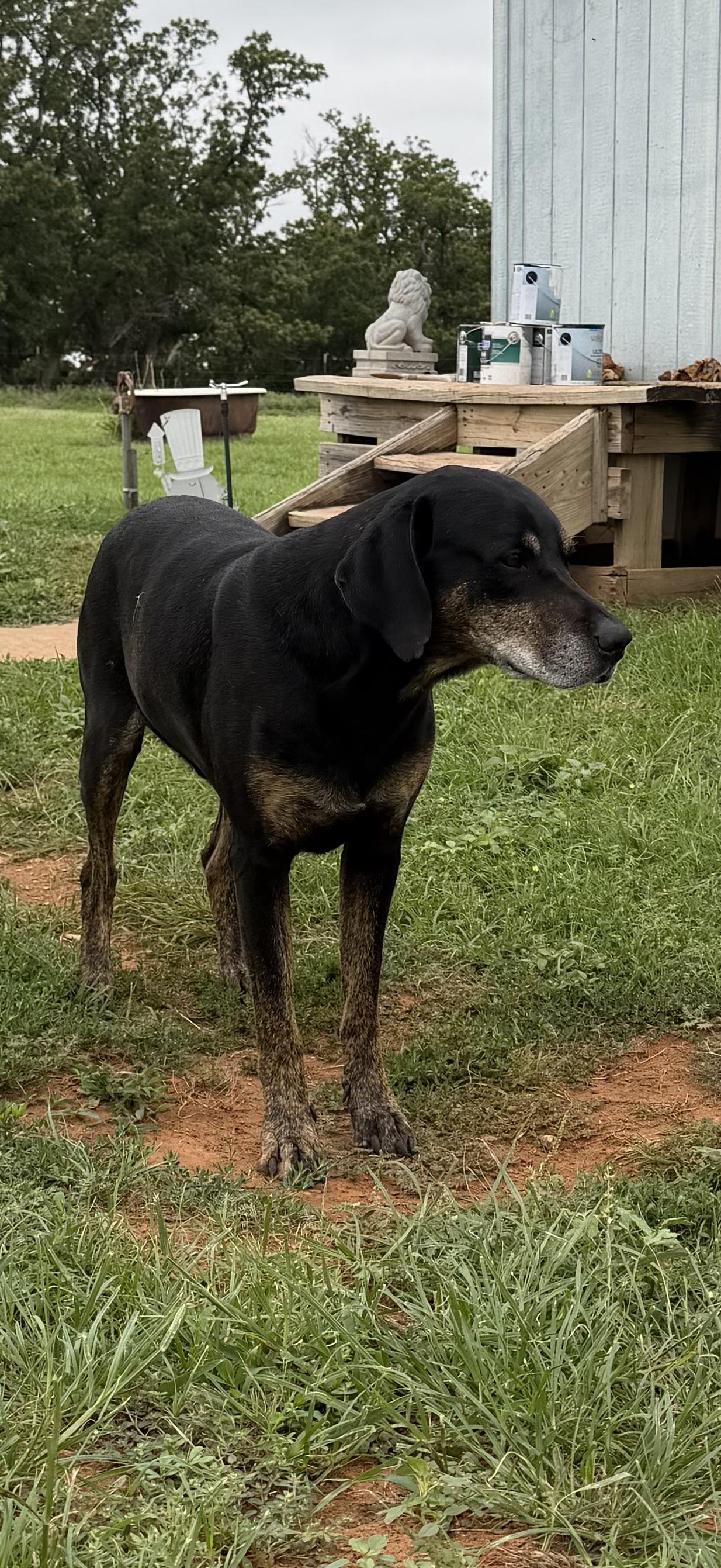 Enlarge General, a ADOPTABLE mixed breed in Carnegie, OK image 2/2
