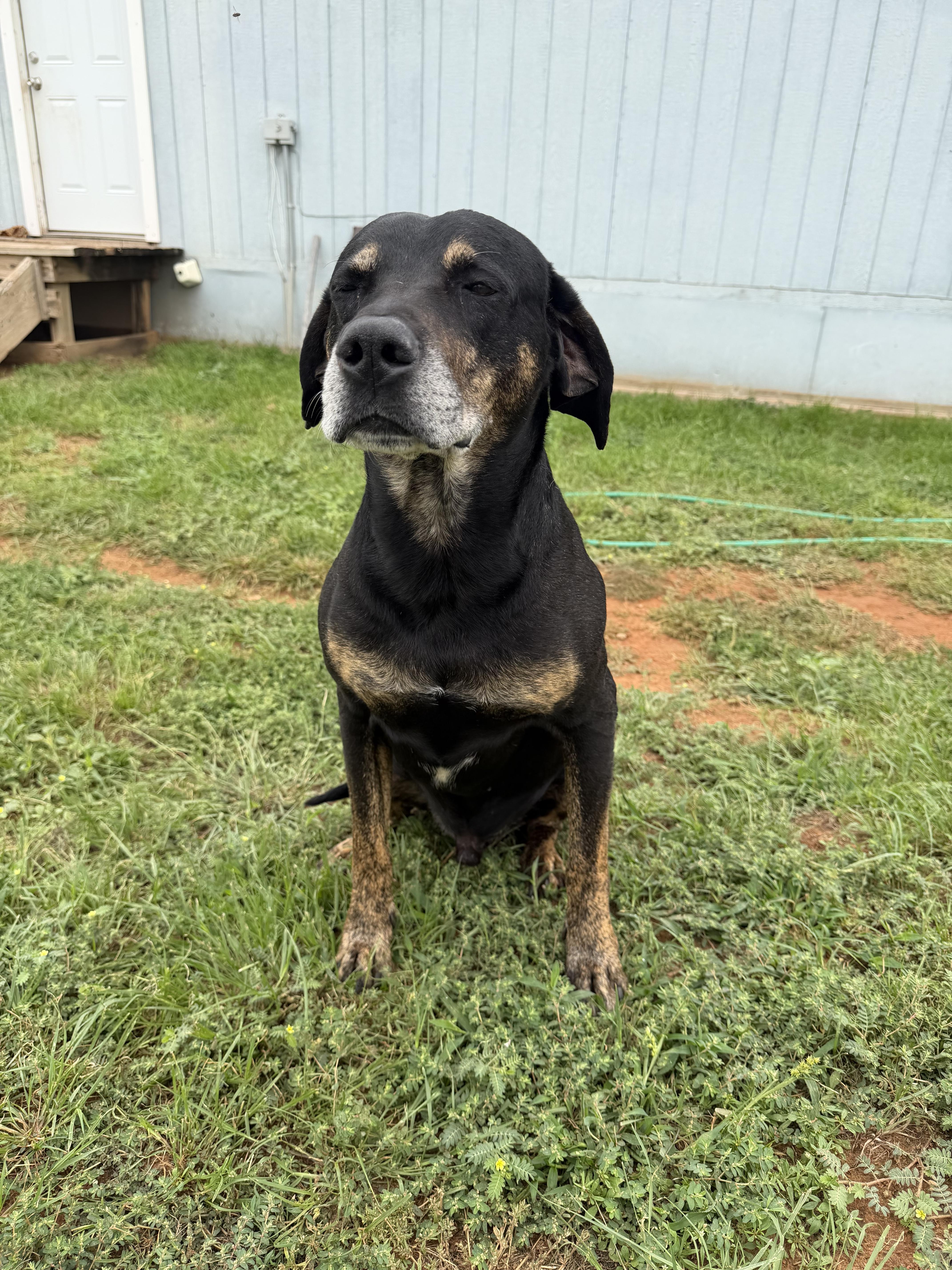 Enlarge General, a ADOPTABLE mixed breed in Carnegie, OK image 1/2