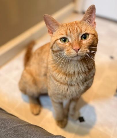 Tate, adopted, Adult Male Tabby.