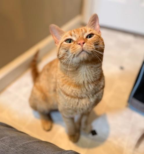Enlarge Tate, an adopted Tabby in Indianapolis, IN image 4/4