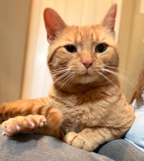 Enlarge Tate, an adopted Tabby in Indianapolis, IN image 3/4