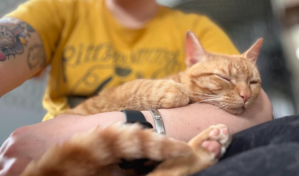 Enlarge Tate, an adopted Tabby in Indianapolis, IN image 2/4