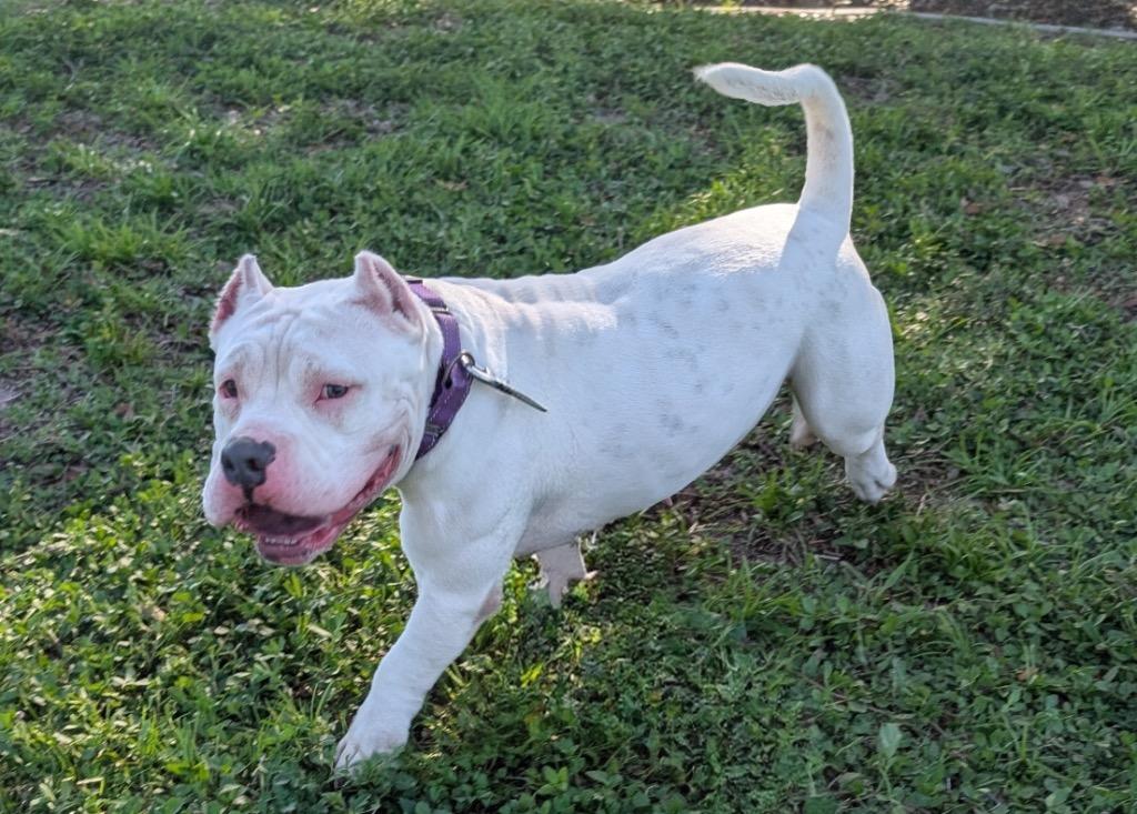 Enlarge Gordita-Short and Sweet!, a Adoptable mixed breed in Fort Myers, FL image 2/3