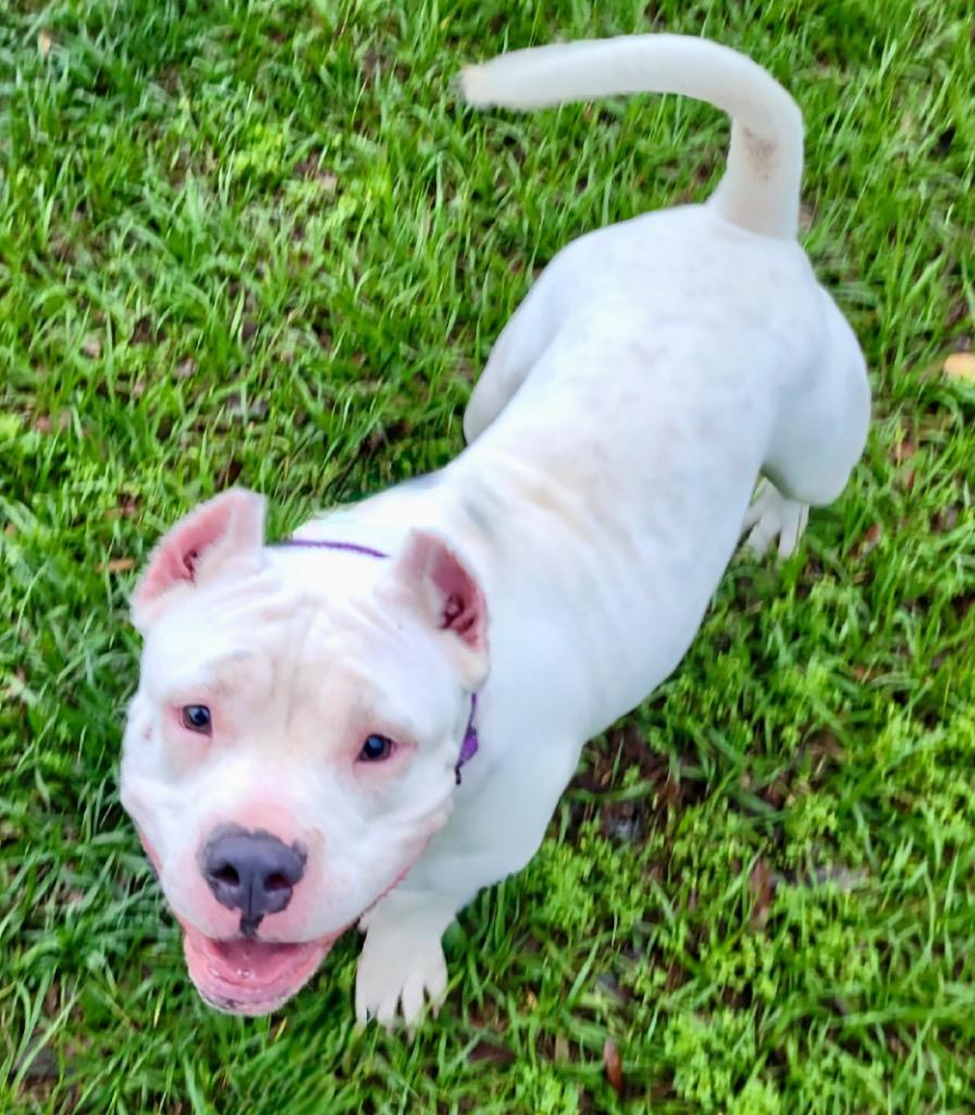 Gordita-Short and Sweet!, Adoptable, Young Female American Bulldog & English Bulldog.