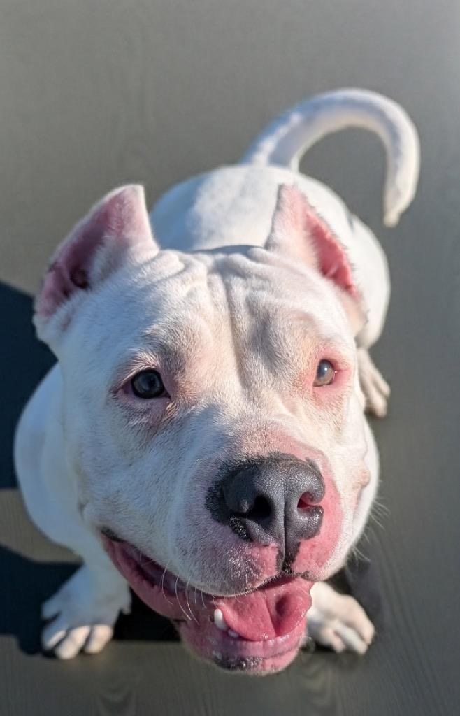 Enlarge Gordita-Short and Sweet!, a Adoptable mixed breed in Fort Myers, FL image 3/3