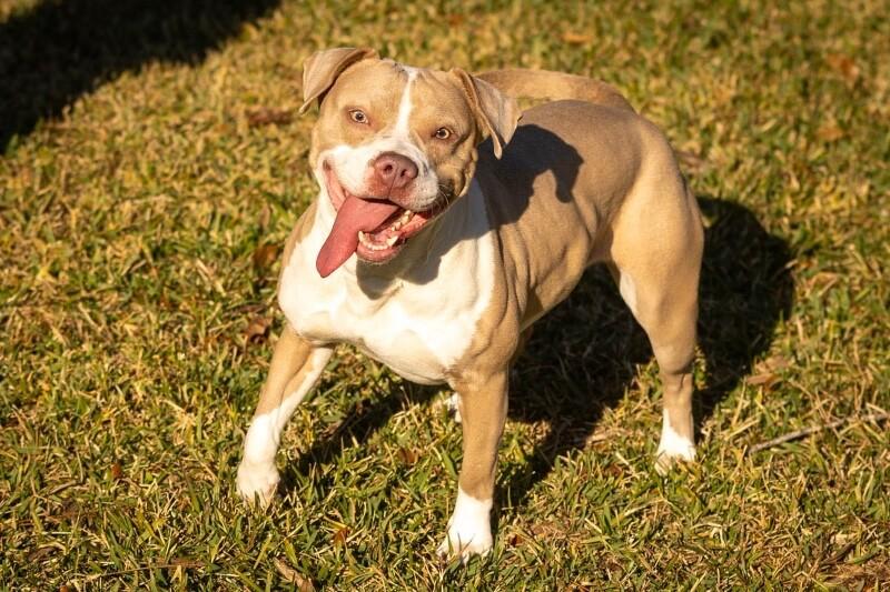 Zoey Playful Easy Going Gal — thumbnail 4