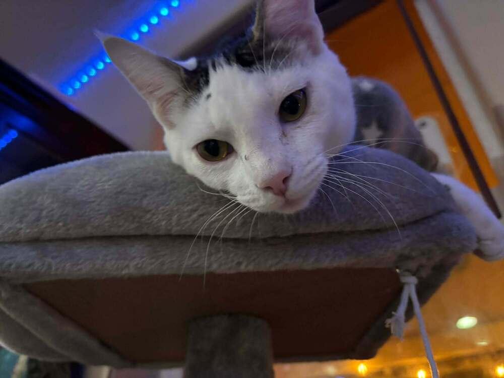 Enlarge Amelia, a Adoptable mixed breed in Lebanon, OR image 1/6