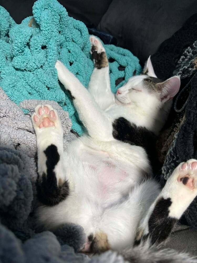 Enlarge Amelia, a Adoptable mixed breed in Lebanon, OR image 2/6