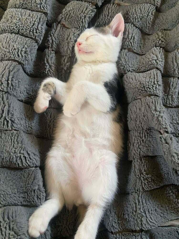 Enlarge Amelia, a Adoptable mixed breed in Lebanon, OR image 3/6