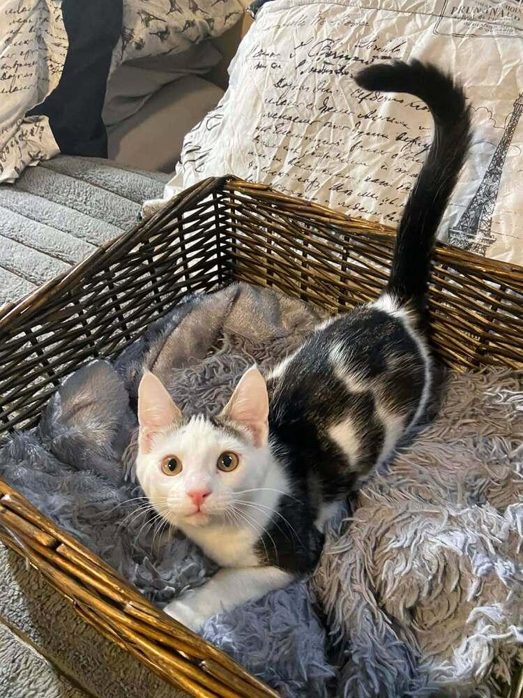 Enlarge Amelia, a Adoptable mixed breed in Lebanon, OR image 4/6