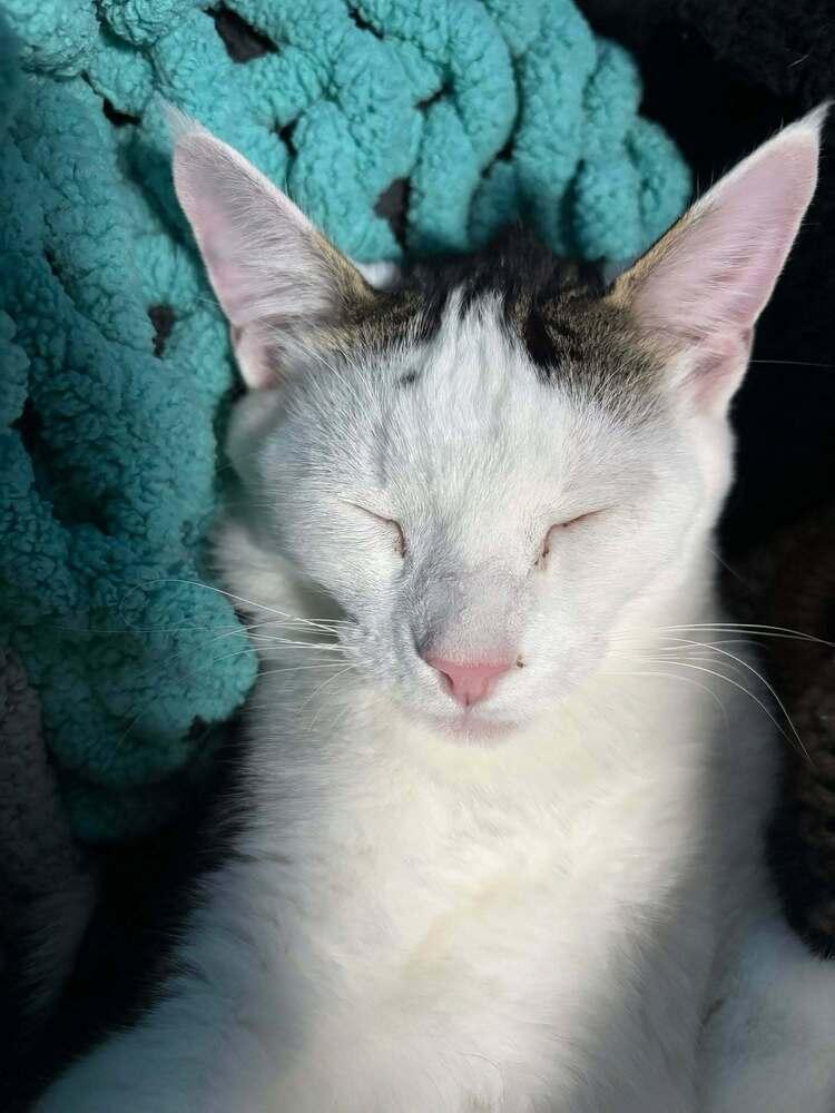 Enlarge Amelia, a Adoptable mixed breed in Lebanon, OR image 5/6