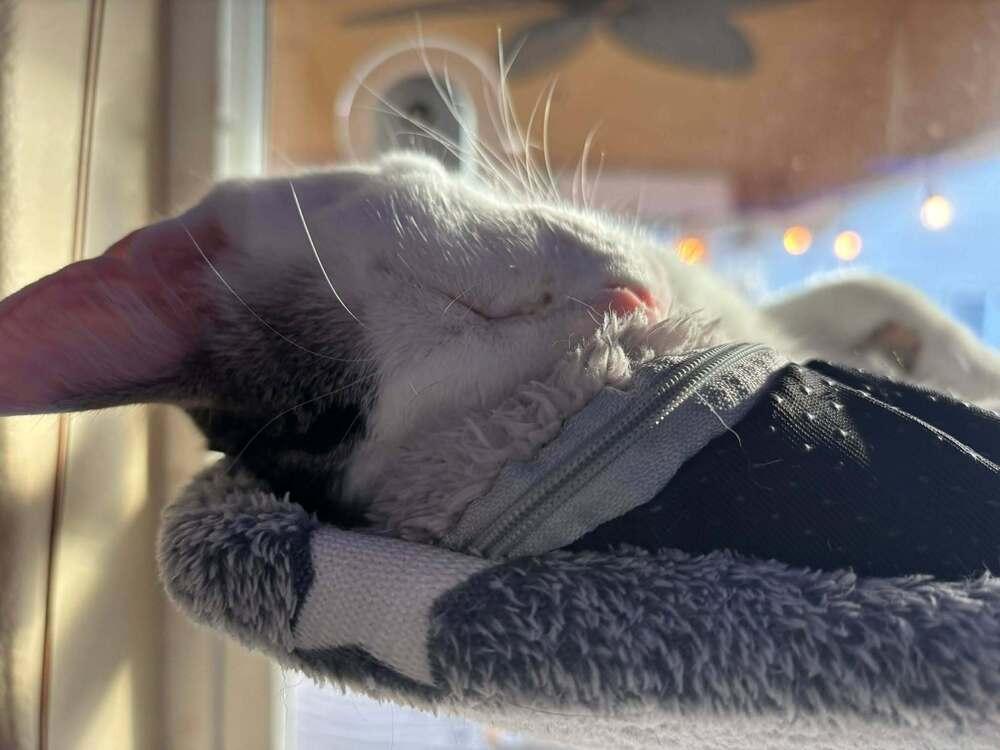 Enlarge Amelia, a Adoptable mixed breed in Lebanon, OR image 6/6