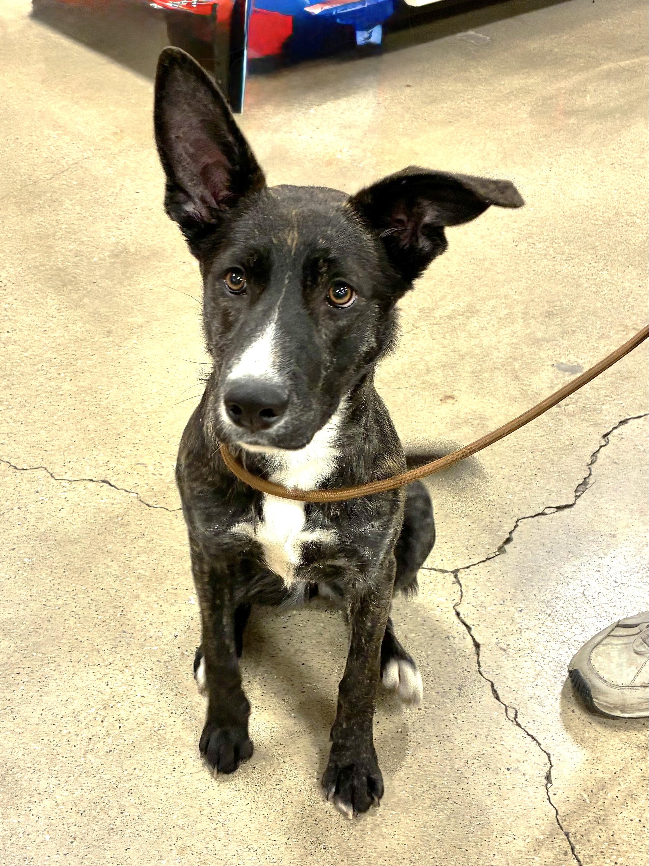 Enlarge Freya, a ADOPTABLE Dutch Shepherd in West Chicago, IL image 2/3