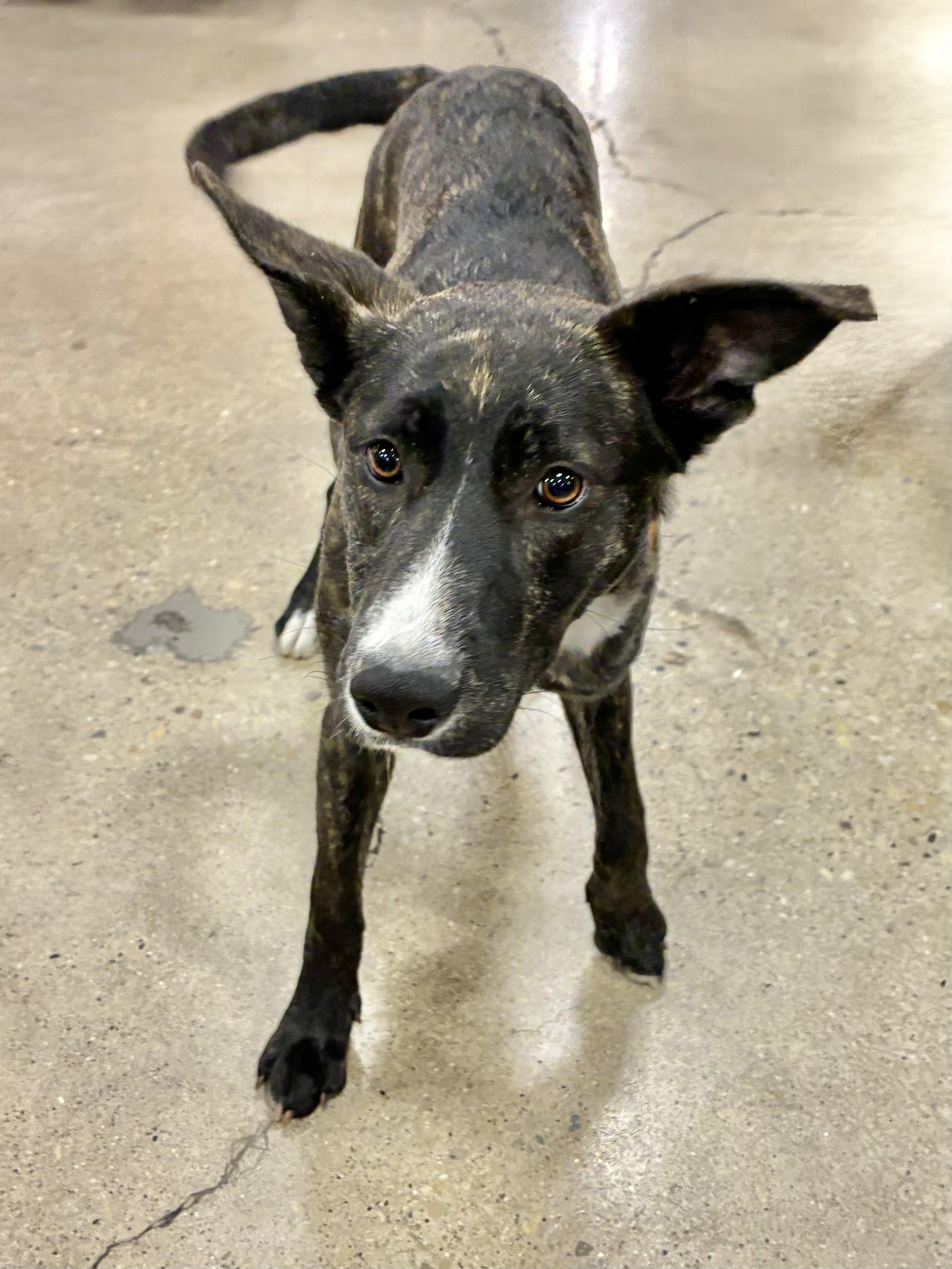 Enlarge Freya, a ADOPTABLE Dutch Shepherd in West Chicago, IL image 3/3