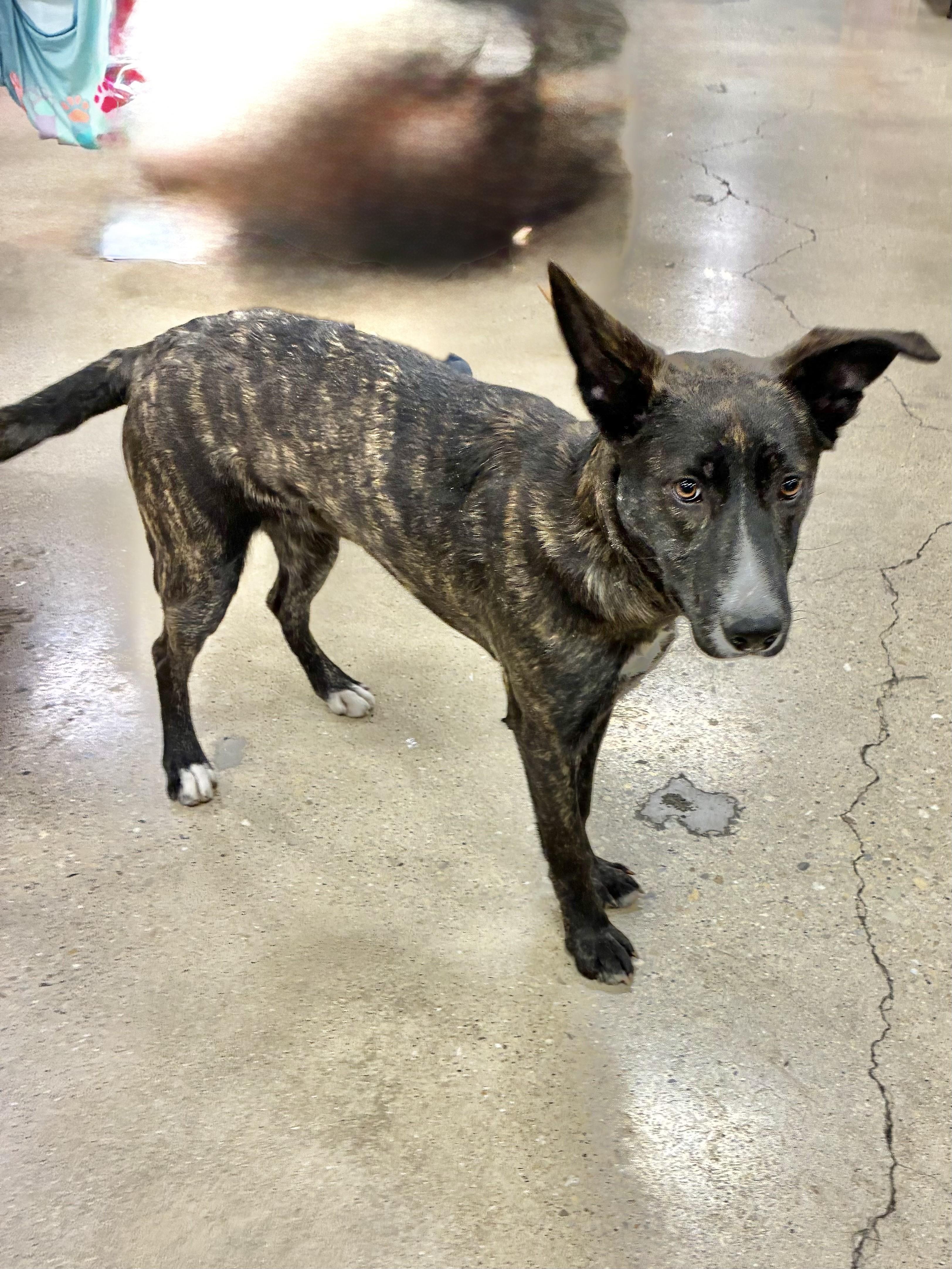 Freya, ADOPTABLE, Young Female Dutch Shepherd.