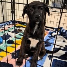 Enlarge Uno, an adopted Mixed Breed in Mishawaka, IN image 3/3