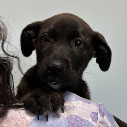 Uno, adopted, Puppy Female Mixed Breed.
