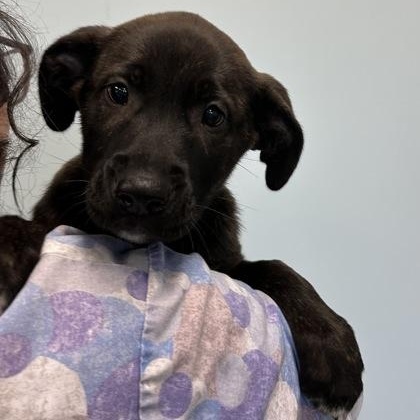 Enlarge Uno, an adopted Mixed Breed in Mishawaka, IN image 2/3